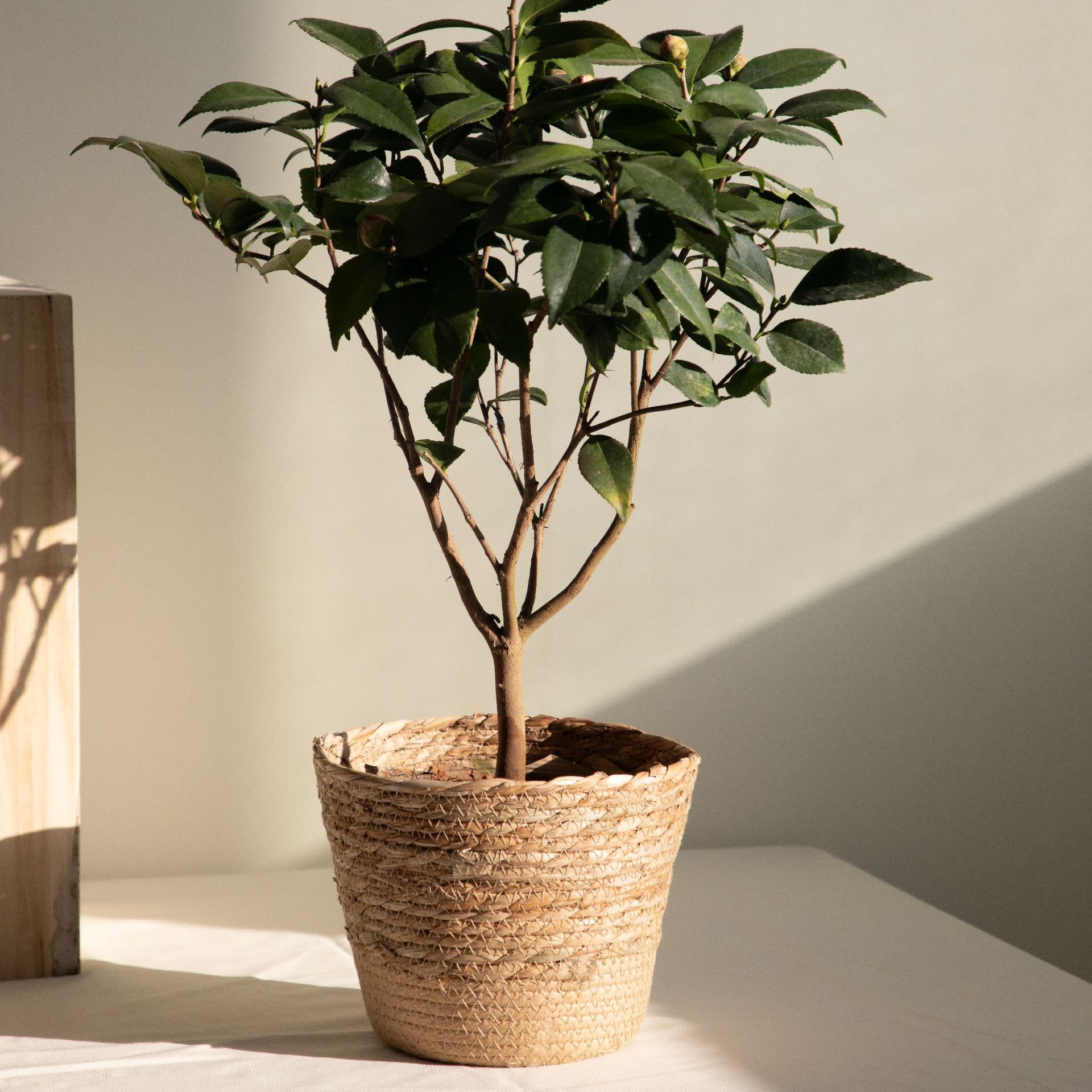 Multi-purpose Woven Storage Ba - огляд і ціна Rattan Plant Basket